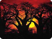 mountain bike - mission malawi - baobab sunset