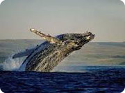 cape town whale - 1a