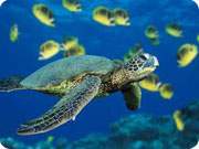 diving adventures - 2a