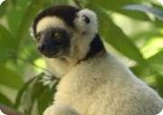 mountain bike mission - m3 lemur 1
