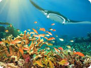 mozambique singray and fish - 1a